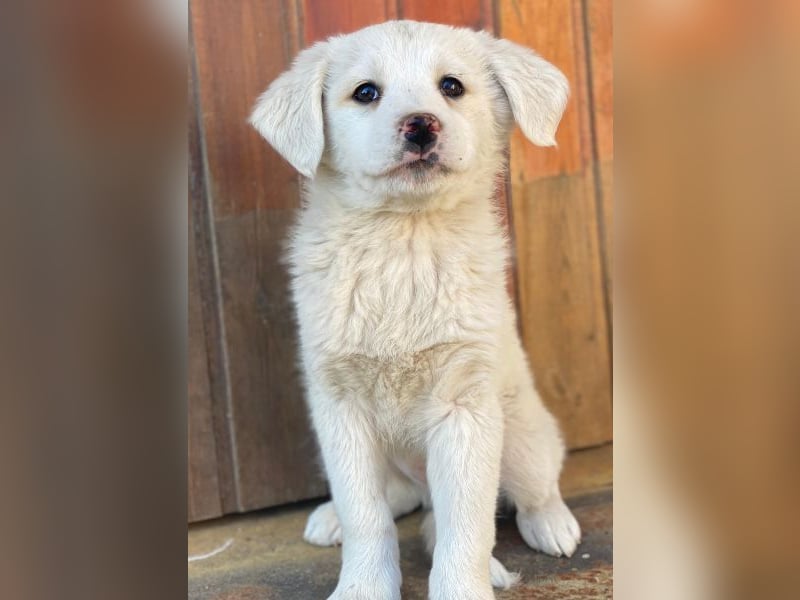 Saki, geb. ca. 03/2026 , lebt in GRIECHENLAND, auf einer privaten Pflegestelle