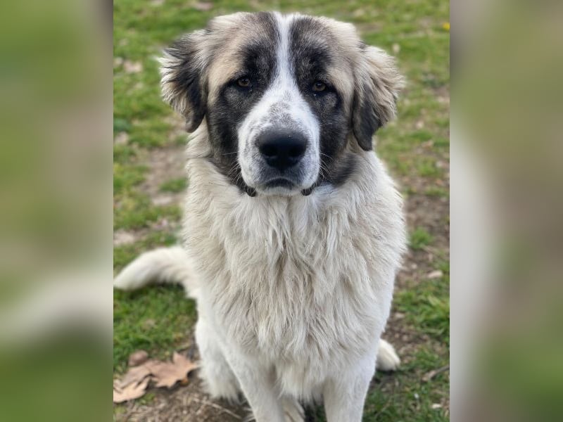 Chef, geb. ca. 07/2025, lebt in GRIECHENLAND, im städt. Tierheim Serres