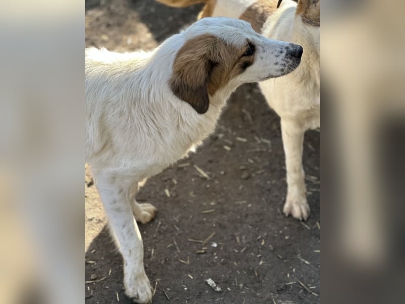 Melania, geb. ca. 01/2024, lebt in GRIECHENLAND, im städt. Tierheim Serres