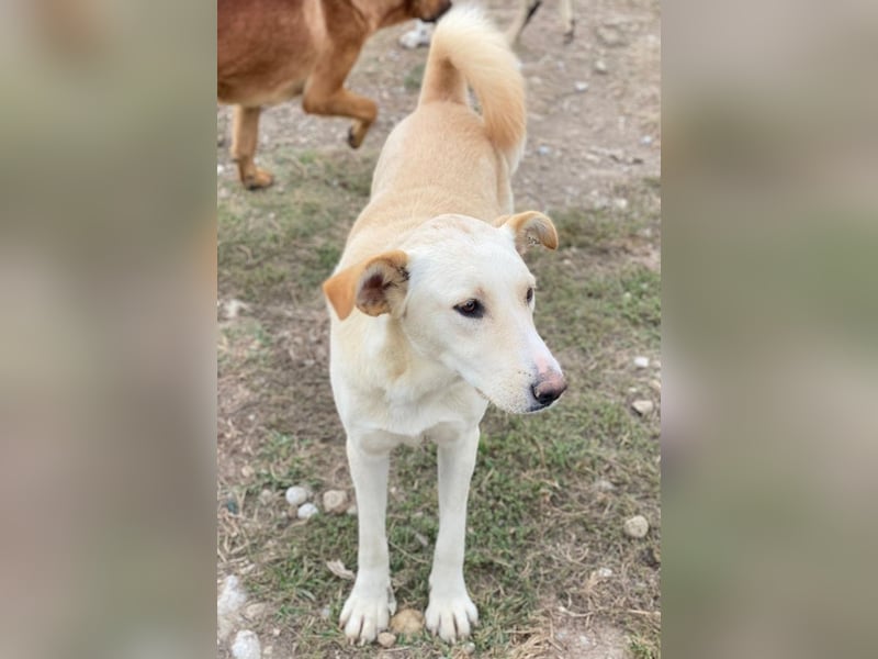 Kalena, geb. ca. 01/2025, lebt in GRIECHENLAND, im städt. Tierheim Serres