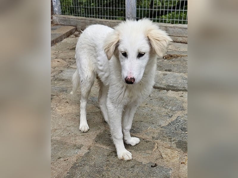 Frauke, geb. ca. 11/2023, lebt in GRIECHENLAND, auf einer privaten Pflegestelle