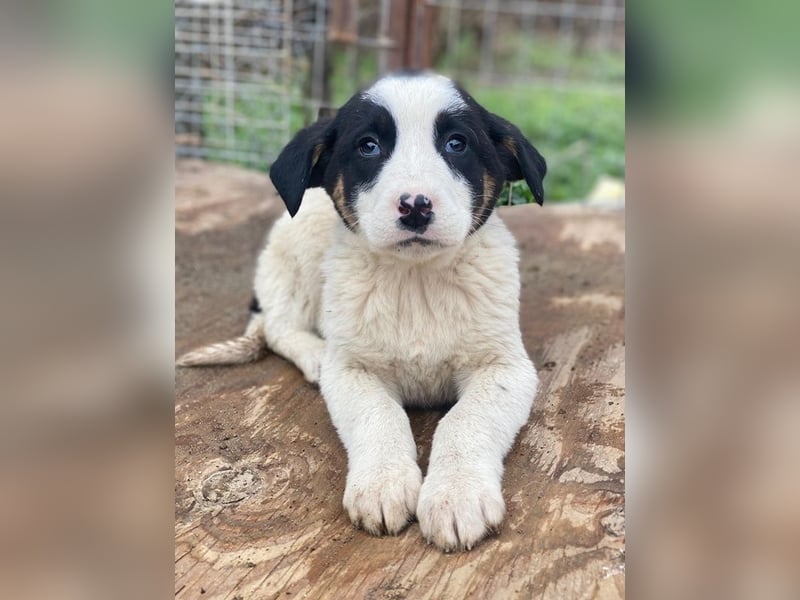 Hawaii, geb. ca. 11/2025, lebt in GRIECHENLAND, auf einer privaten Pflegestelle