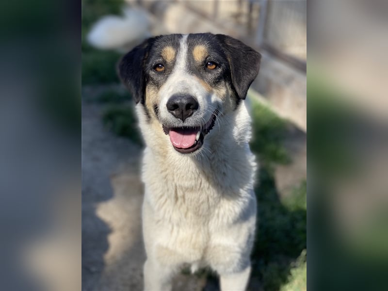 Fanny, geb. ca. 04/2021, lebt in GRIECHENLAND, im städt. Tierheim Serres