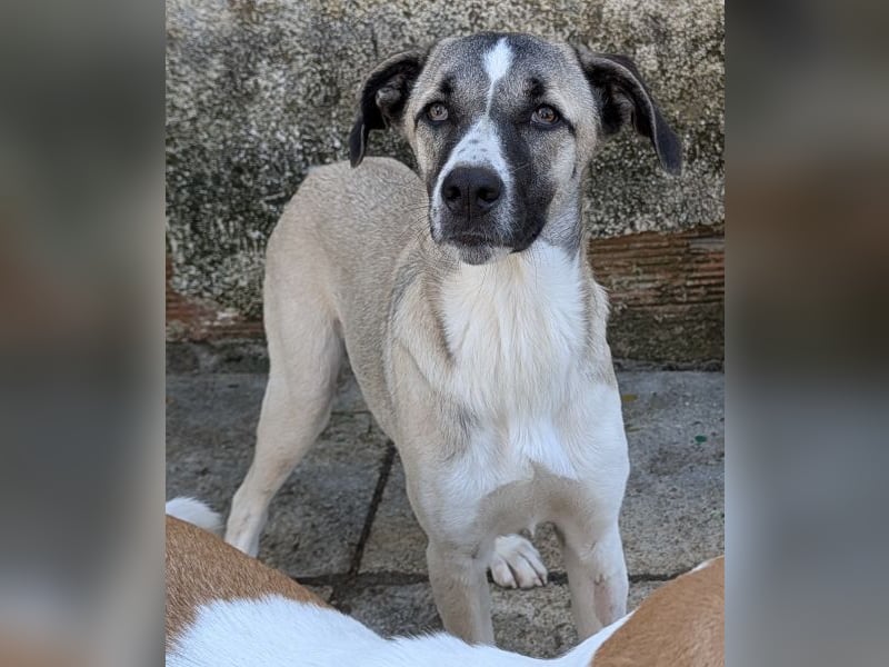 Mia-Melina, geb. ca. 02/2025, lebt in GRIECHENLAND, auf einer privaten Pflegestelle