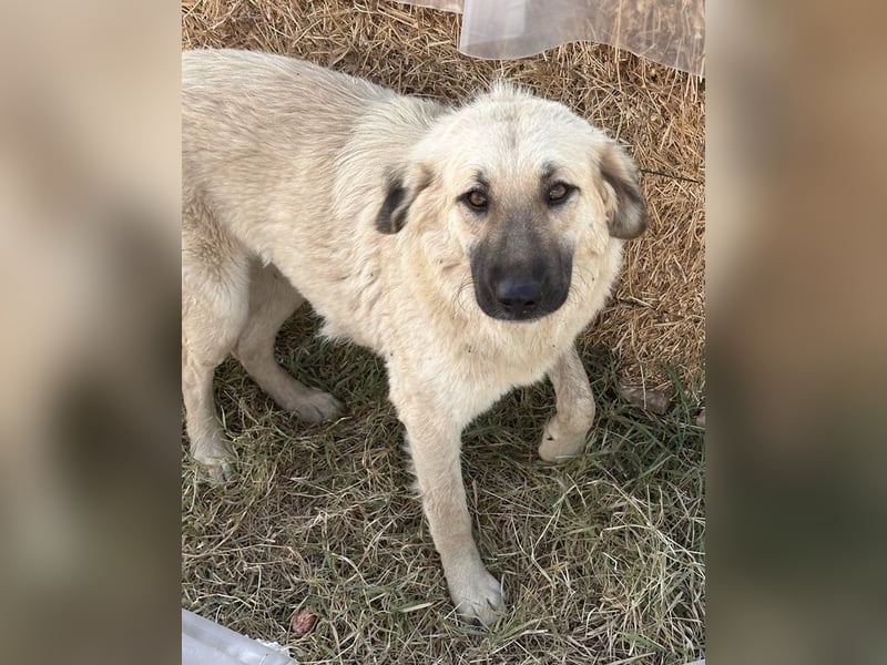 Hermine Granger, geb. ca. 12/2023, lebt in GRIECHENLAND, im städt. Tierheim Serres