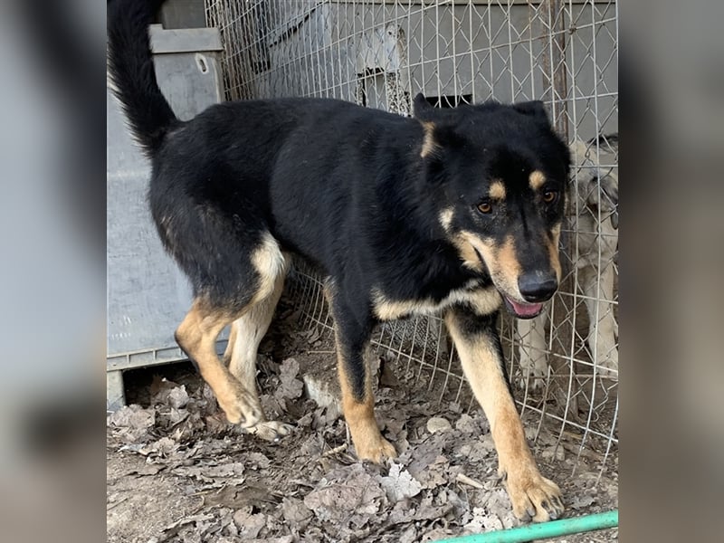 Niles, geb. ca. 05/2019, lebt in GRIECHENLAND, im städt. Tierheim Serres