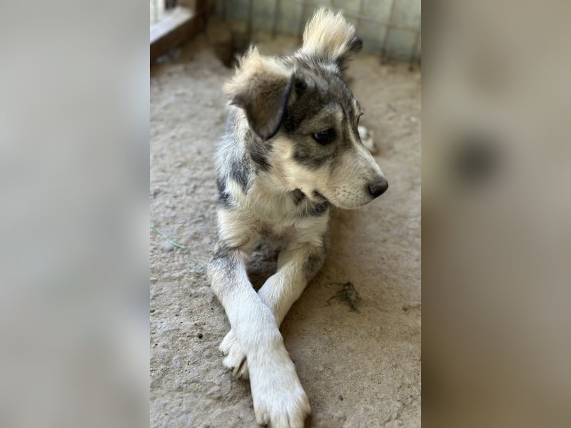 Alexi, geb. ca. 02/2025, lebt in GRIECHENLAND, auf einer privaten Pflegestelle