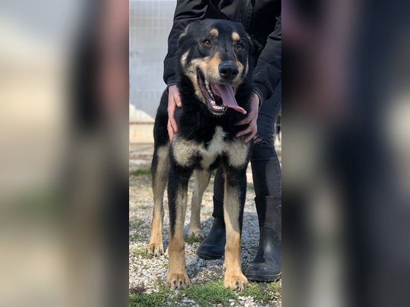 Niles, geb. ca. 05/2019, lebt in GRIECHENLAND, im städt. Tierheim Serres