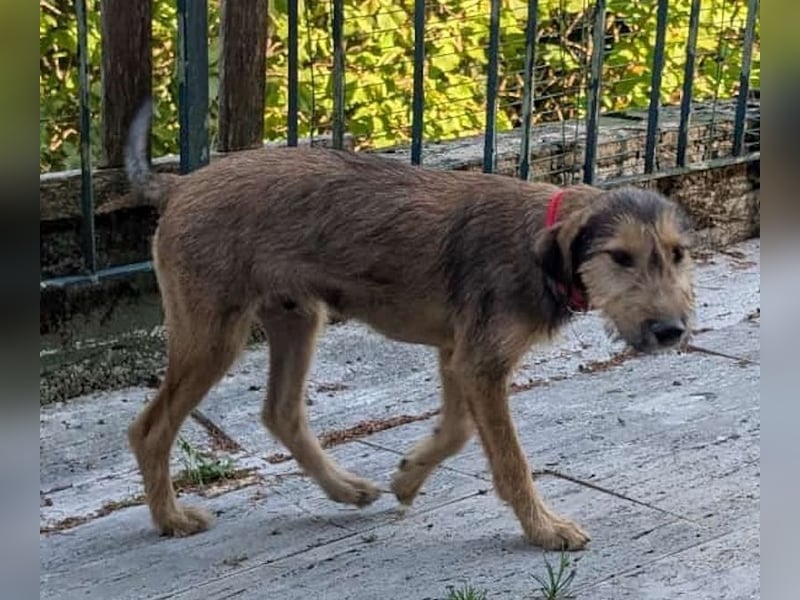 Woody, geb. ca. 02/2026, lebt auf einer Pflegestelle in 87763 Lautrach