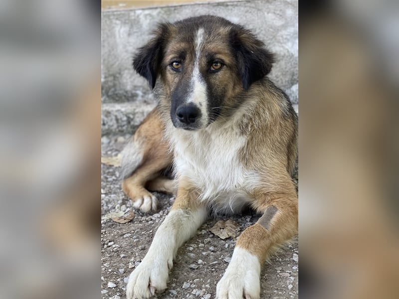 Poppi, geb. ca. 06/2021, lebt in GRIECHENLAND, im städt. Tierheim Serres