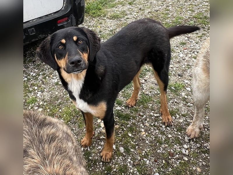 Letti, geb. ca. 05/2024, lebt in GRIECHENLAND, auf einem Gelände, auf dem die Hunde notdürftig verso