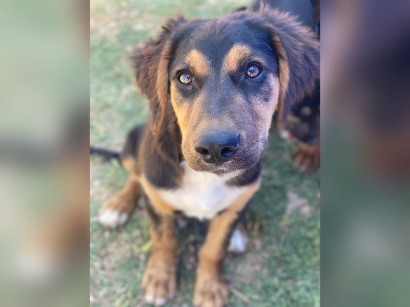 Quasti, geb. ca. 02/2025, lebt in GRIECHENLAND, auf einer privaten Pflegestelle