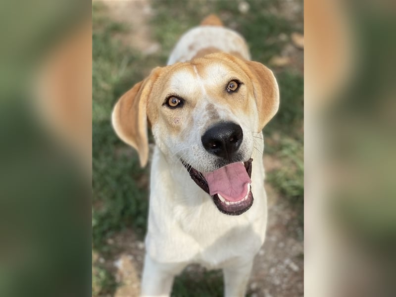 Roxi, geb. ca. 11/2022, lebt in GRIECHENLAND, im städt. Tierheim Serres