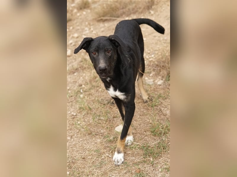 Jeppe, geb. ca. 12/2022, lebt in GRIECHENLAND, im städt. Tierheim Serres