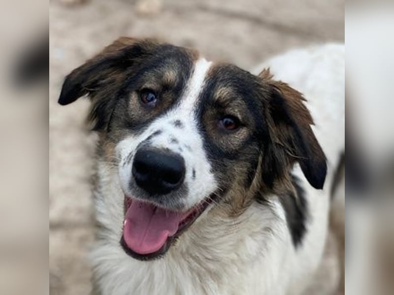 Resi, geb. ca. 10/2024, lebt in GRIECHENLAND, auf einer privaten Pflegestelle