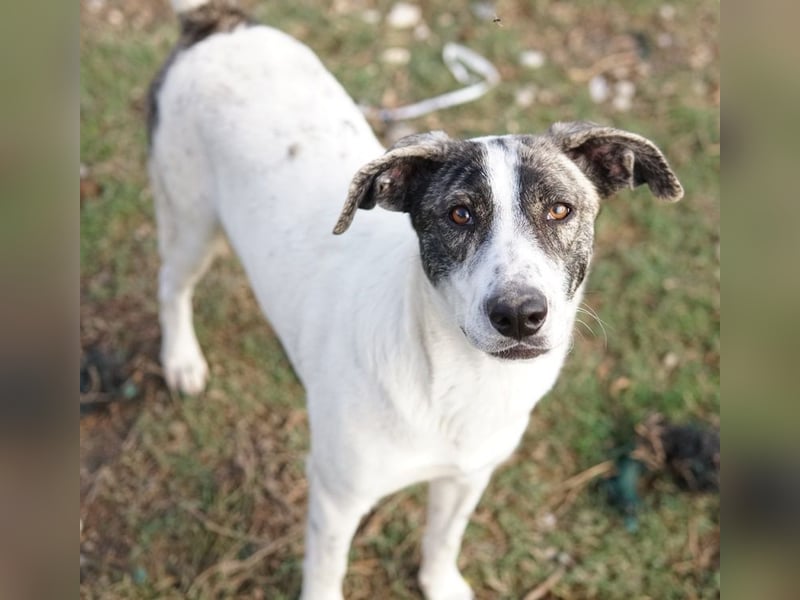 Mea, geb. ca. 11/2022, lebt in GRIECHENLAND, im städt. Tierheim Serres