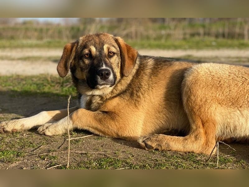 Hami, geb. ca. 09/2024, lebt in GRIECHENLAND, im städt. Tierheim Serres