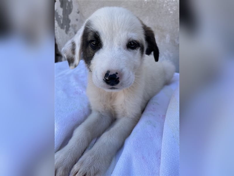 Alain, geb. ca. 06/2023, lebt in GRIECHENLAND, im städt. Tierheim Serres