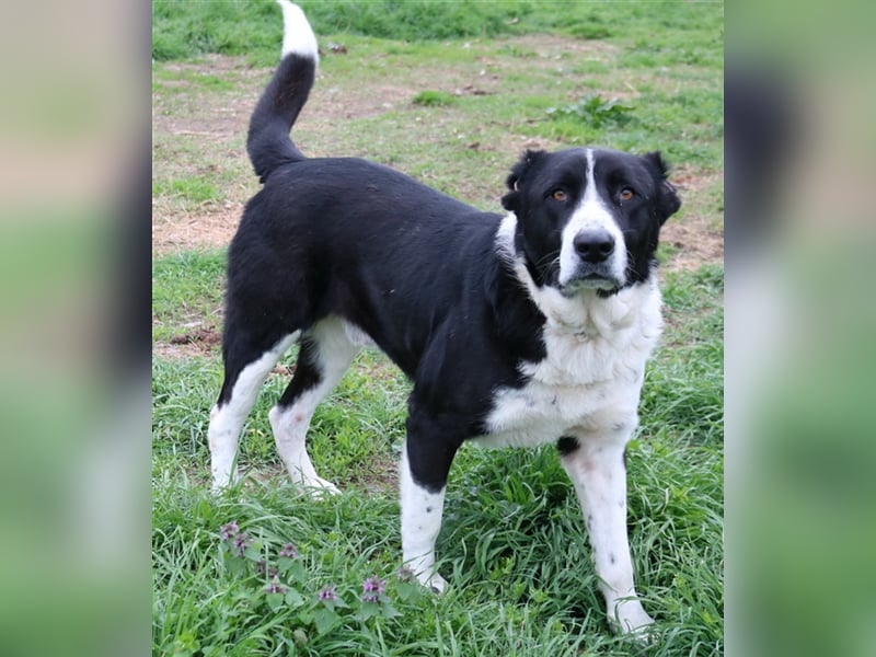 Eddy, geb. ca. 01/2018, lebt in GRIECHENLAND, im städt. Tierheim Serres