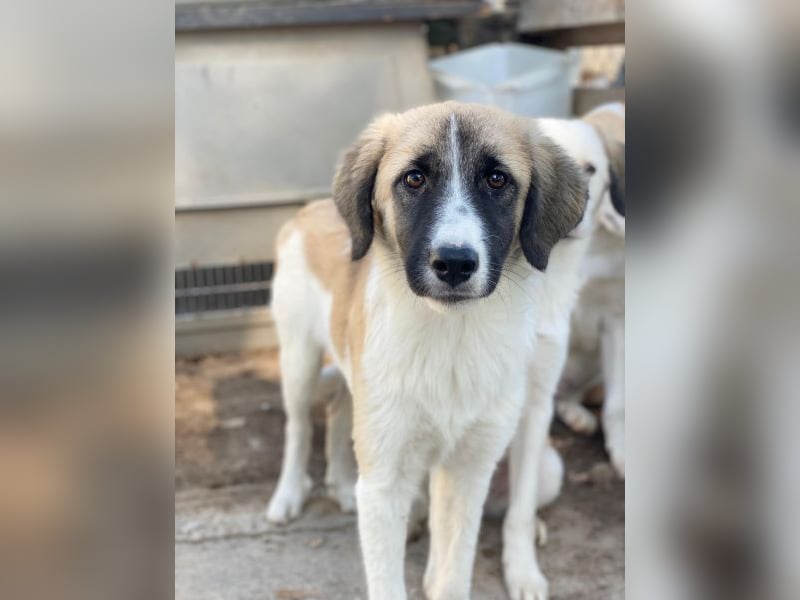 Dinka, geb. ca. 04/2025, lebt in GRIECHENLAND, im städt. Tierheim Serres