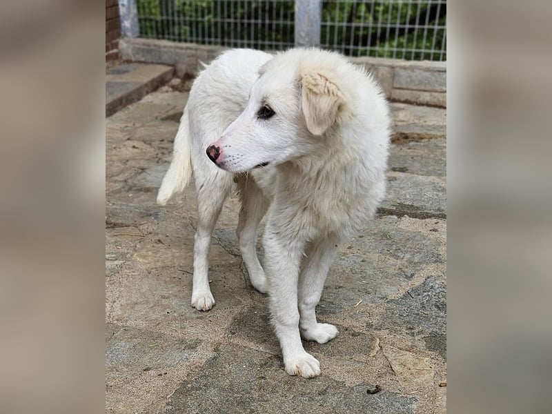 Frauke, geb. ca. 11/2023, lebt in GRIECHENLAND, auf einer privaten Pflegestelle