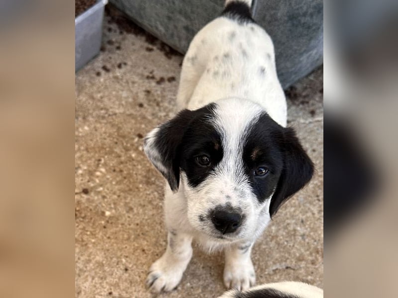 Sarah, geb. ca. 02/2026, lebt in GRIECHENLAND, im städt. Tierheim Serres