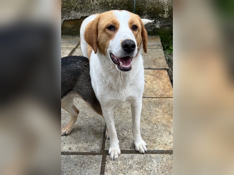 Laola, geb. ca. 05/2024, lebt in GRIECHENLAND, auf einem Gelände mit notdürftiger Versorgung