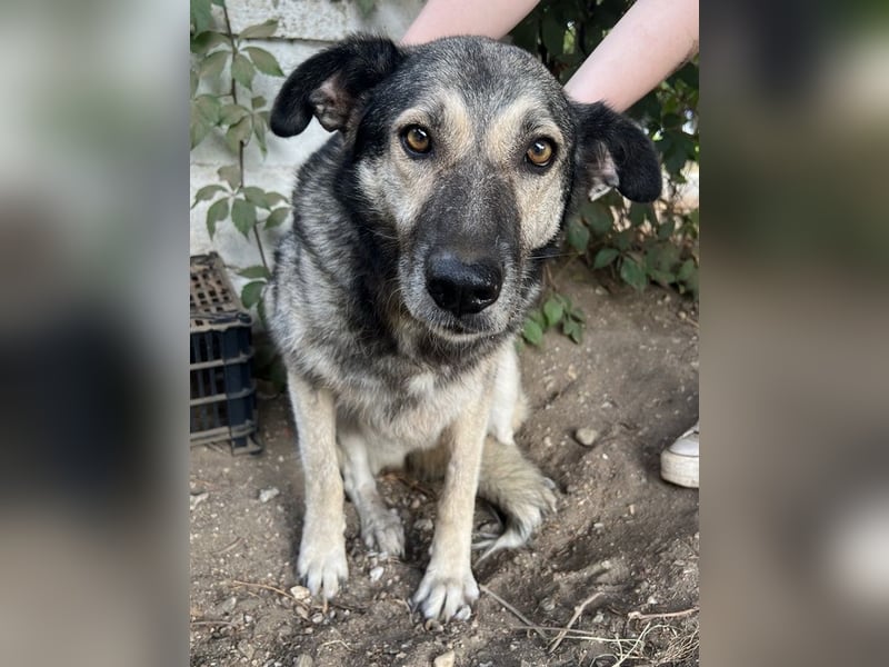 Quarta, geb. ca. 09/2018, lebt in GRIECHENLAND, auf einer privaten Pflegestelle