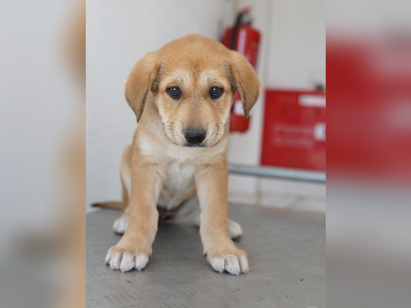 Krissy, geb. ca. 12/2025, lebt in GRIECHENLAND, auf einer privaten Pflegestelle