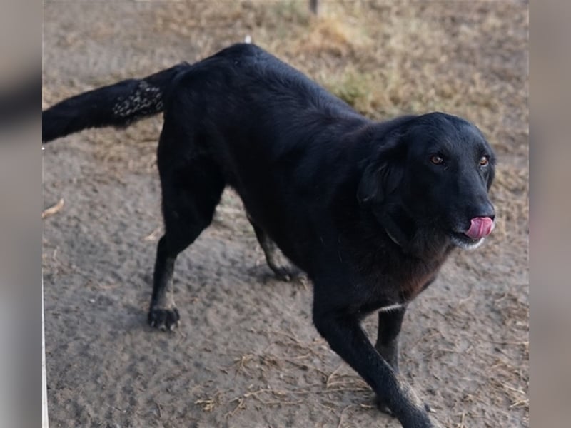 Swarzi, geb. 02/2018, lebt in GRIECHENLAND, im städt. Tierheim Serres