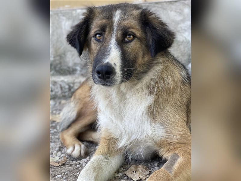 Poppi, geb. ca. 06/2021, lebt in GRIECHENLAND, im städt. Tierheim Serres