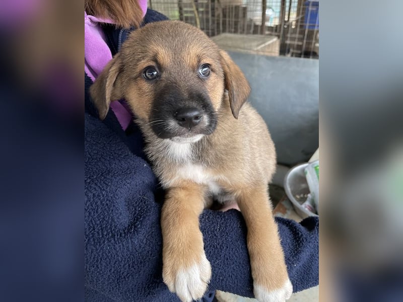 Mucki, geb. ca. 11/2025, lebt in GRIECHENLAND, auf einer privaten Pflegestelle