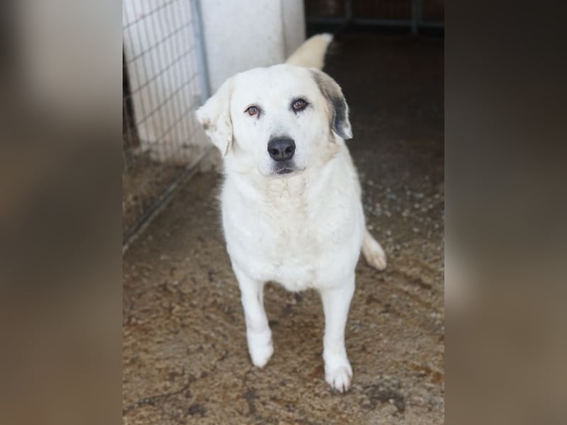 Bruna, geb. ca. 12/2020, lebt in GRIECHENLAND, im städt. Tierheim Serres