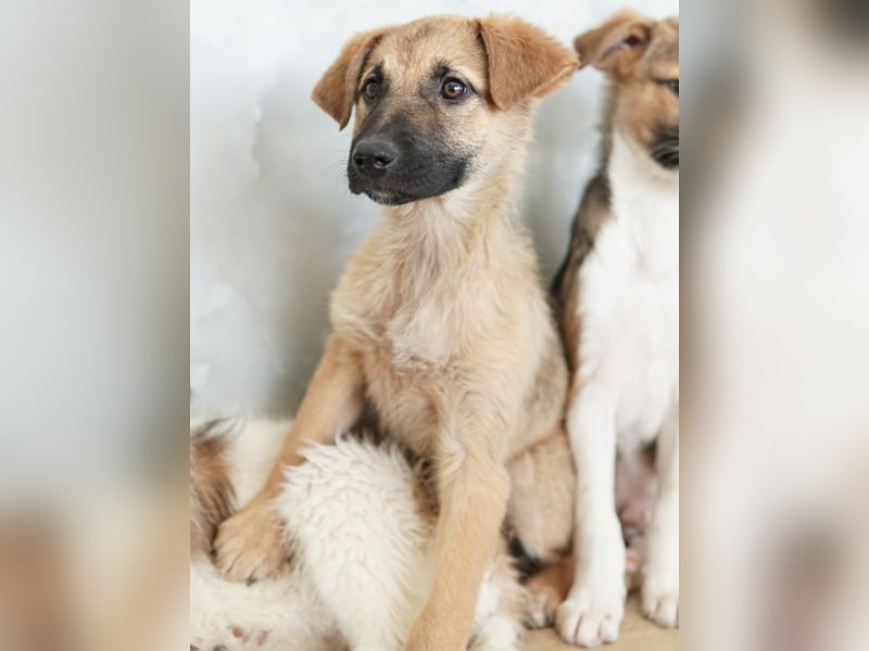 Anja, geb. ca. 12/2025, lebt in GRIECHENLAND, auf einer privaten Pflegestelle