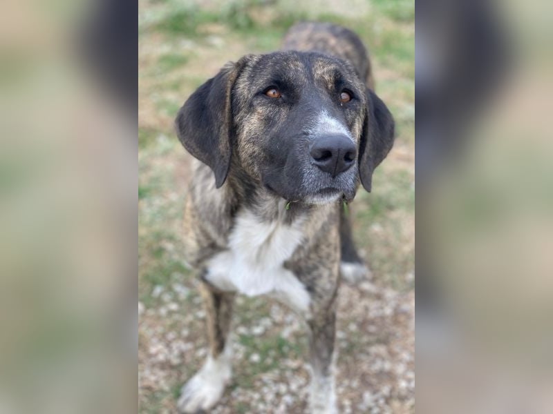 Tenera, geb. ca. 10/2024, lebt in GRIECHENLAND, im städt. Tierheim Serres