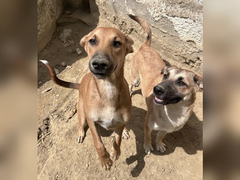 Heraya, geb. ca. 02/2025, lebt in GRIECHENLAND, auf einer privaten Pflegestelle