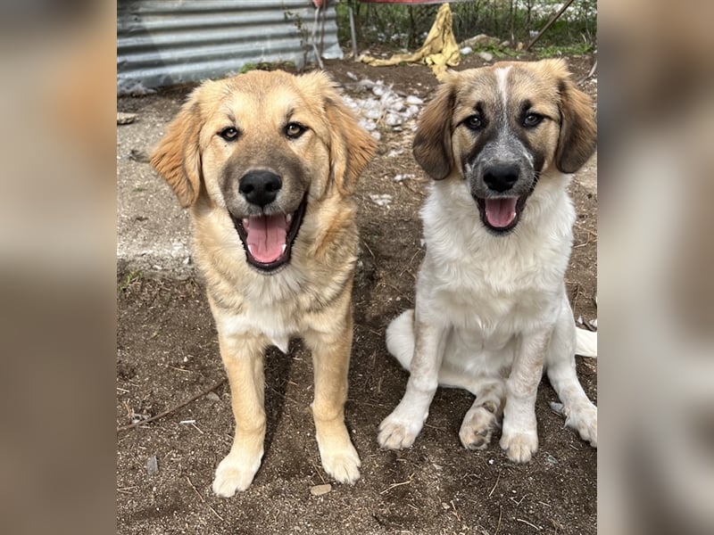 Luana, geb. ca. 10/2023, lebt in GRIECHENLAND, auf einem Gelände, auf dem die Hunde notdürftig verso