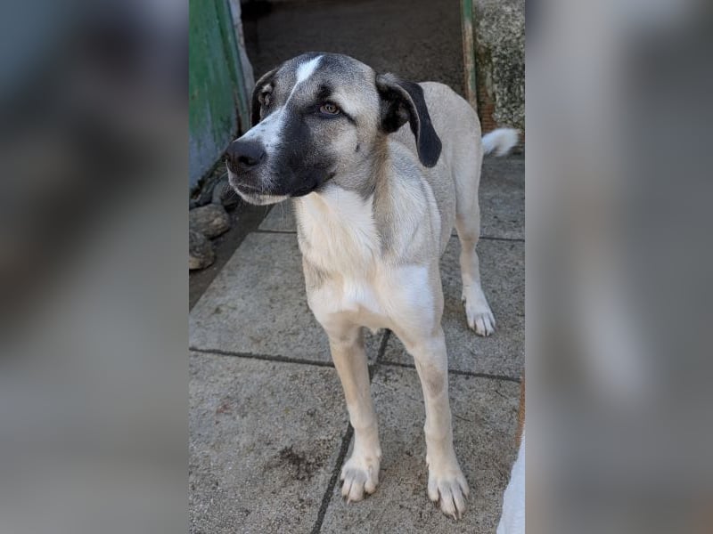 Mia-Melina, geb. ca. 02/2025, lebt in GRIECHENLAND, auf einer privaten Pflegestelle