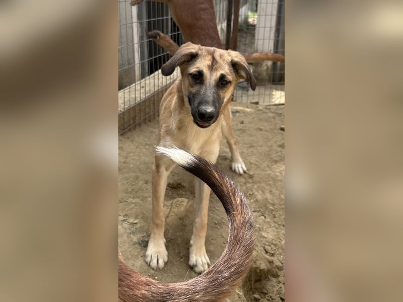 Heraya, geb. ca. 02/2025, lebt in GRIECHENLAND, auf einer privaten Pflegestelle