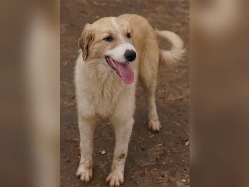 Alrakis, geb. ca. 07/2023, lebt in GRIECHENLAND, auf einer privaten Pflegestelle