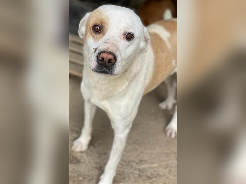 Lono, geb. ca. 06/2020, lebt in GRIECHENLAND, auf einer privaten Pflegestelle