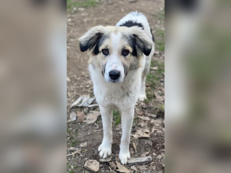 Peggy Jean, geb. ca. 12/2023, lebt in GRIECHENLAND, auf einer privaten Pflegestelle