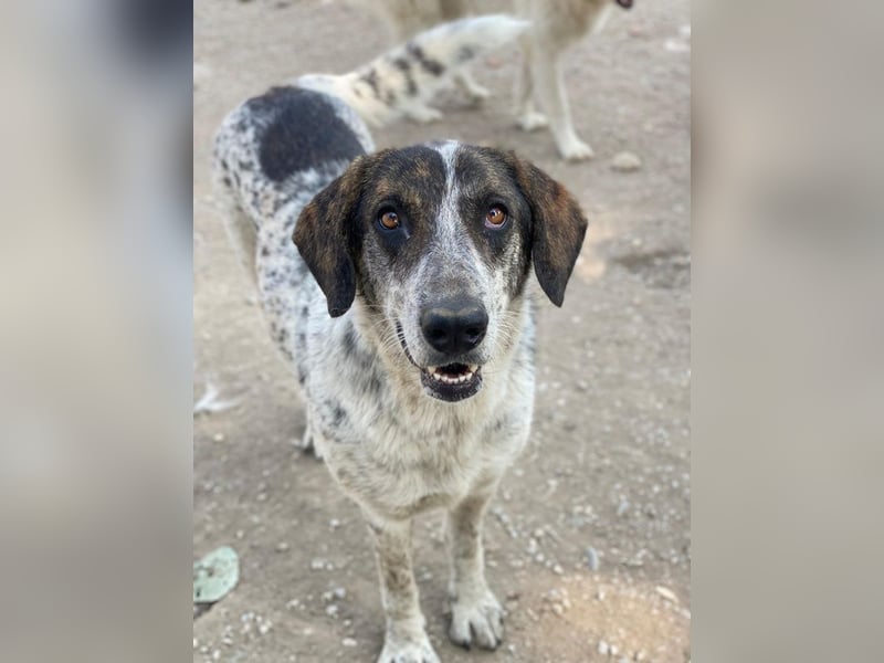 Nonga, geb. ca. 06/2023, lebt in GRIECHENLAND, im städt. Tierheim Serres