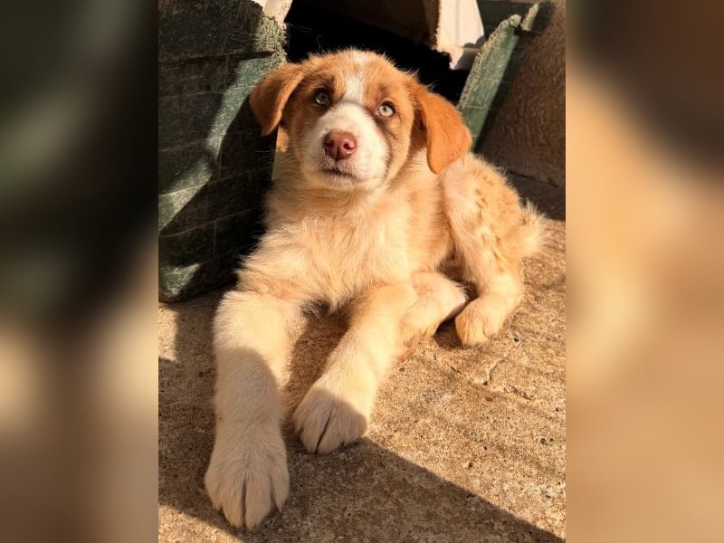 Josefine, geb. ca. 12/2025, lebt in GRIECHENLAND, im städt. Tierheim Serres