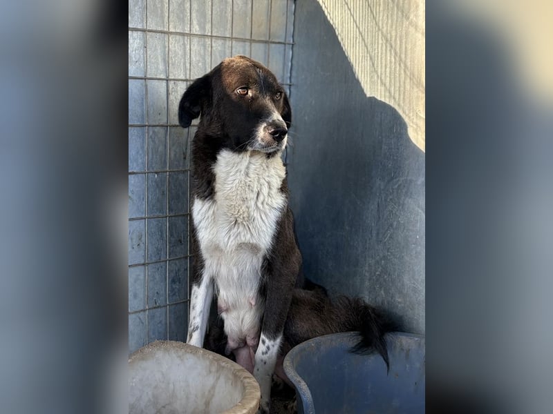 Mère, geb. ca. 03/2023, lebt in GRIECHENLAND, im städt. Tierheim Serres