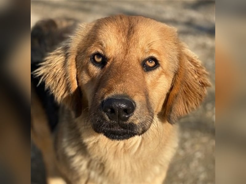 Kerchak, geb. ca. 07/2021, lebt in GRIECHENLAND, im städt. Tierheim Serres