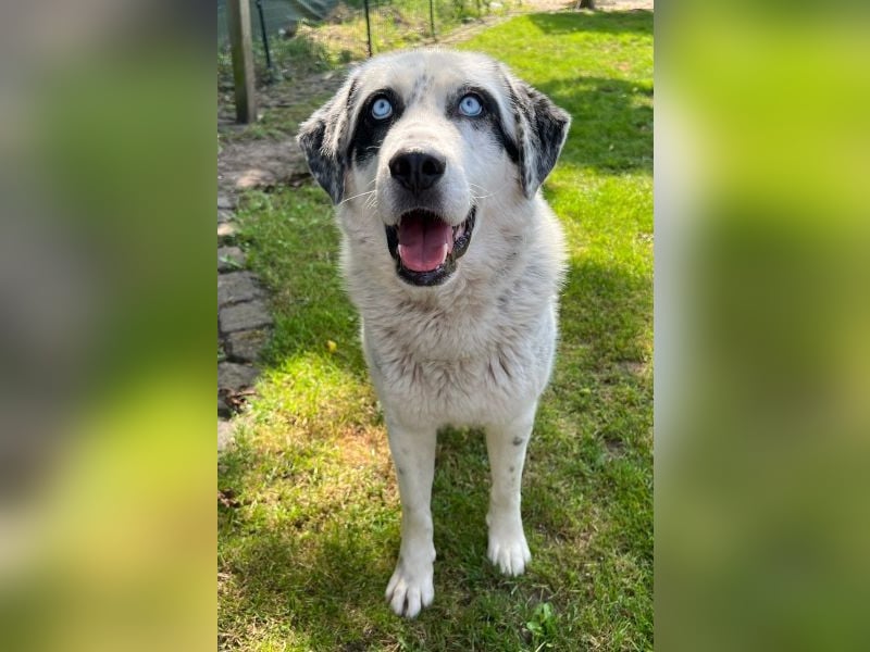 Snow, geb. ca. 06/2023, lebt auf einer Pflegestelle in 47652 Weeze