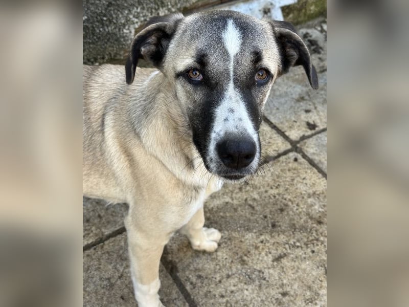 Mia-Melina, geb. ca. 02/2025, lebt in GRIECHENLAND, auf einer privaten Pflegestelle