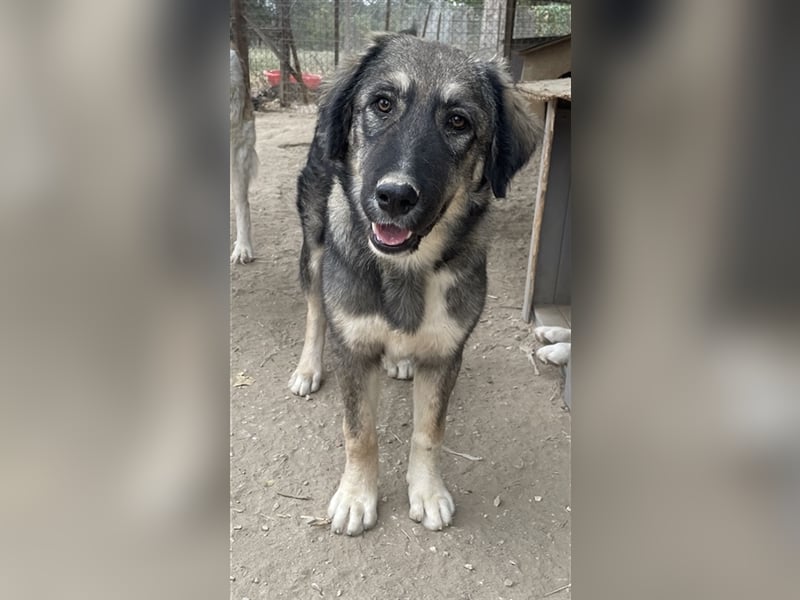 Karla, geb. ca. 03/2023, lebt in GRIECHENLAND, im städt. Tierheim Serres