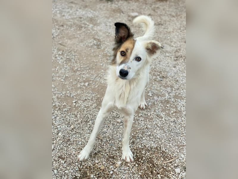 Motti, geb. ca. 07/2023, lebt in GRIECHENLAND, im städt. Tierheim Serres